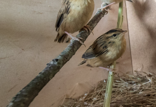 Aquatic warbler translocation from Belarus to Lithuania