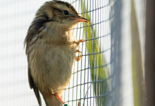 Aquatic warbler translocation from Belarus to Lithuania