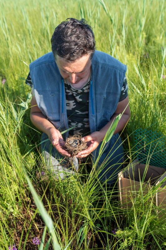 Транслокация вертлявой камышевки, поиск гнезд в Беларуси, Званец. 