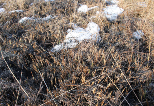 Buveinių atkūrimas - kontroliuojamas deginimas- Zvanets pelkėje, Baltarusijoje