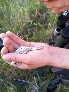 An Aquatic warbler female, that was translocated from Belarus to Žuvintas in 2019 and returned to her new home a year later. A green ring with a number and a letter indicates the translocated birds.