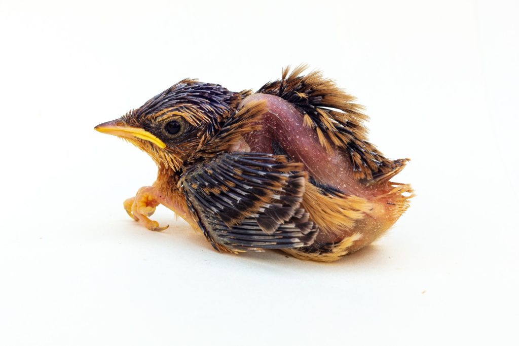 Aquatic Warbler chick during translocation