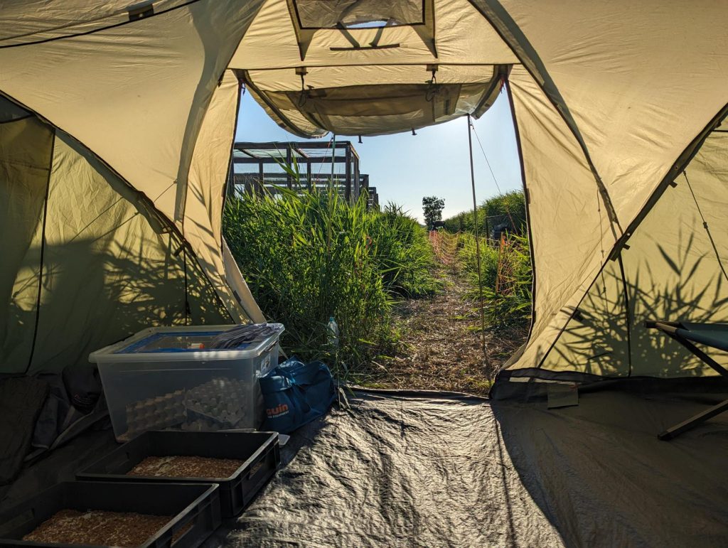 Aquatic Warbler translocation in Poland: from the tent next to aviaries